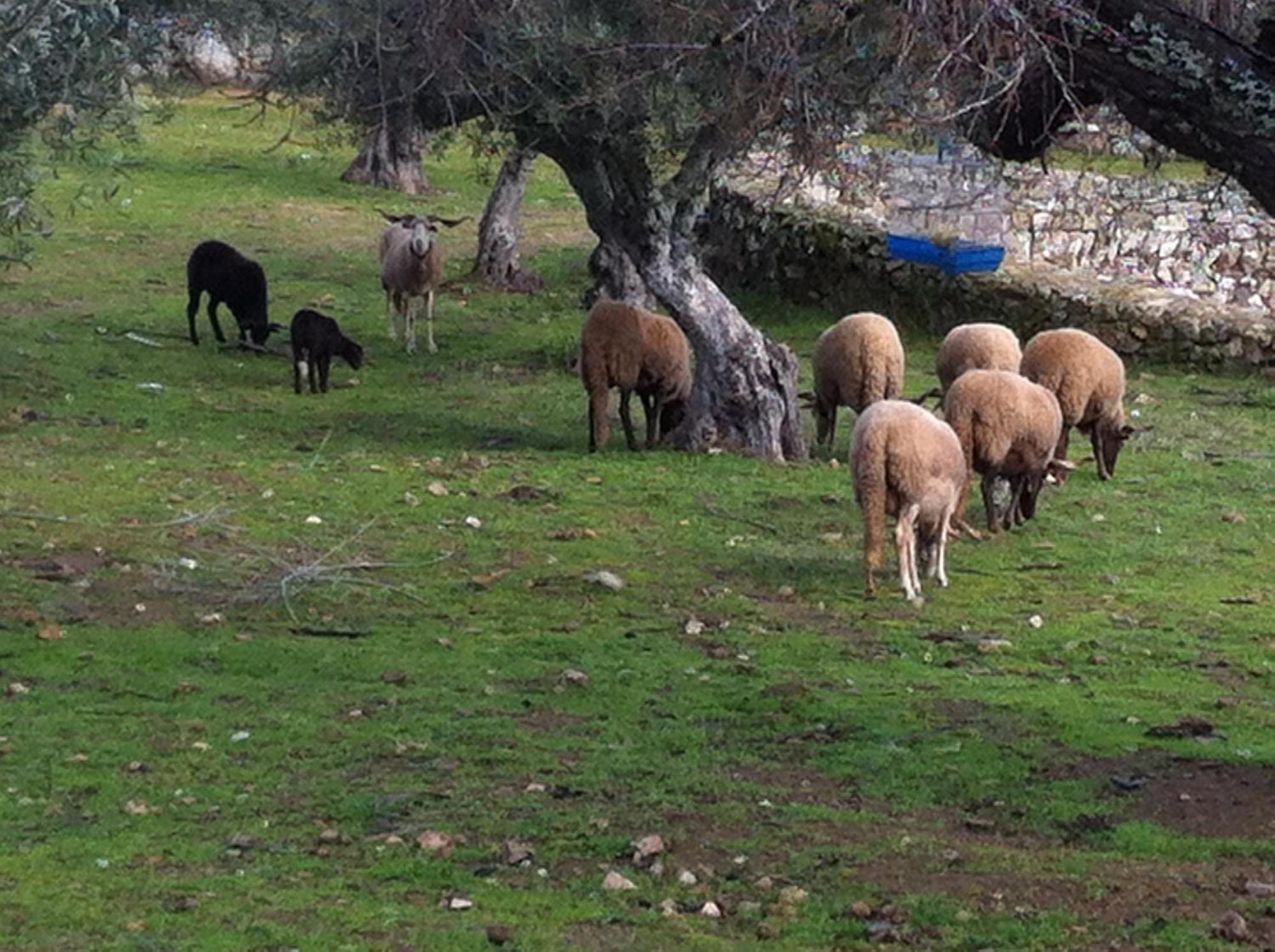 Quinta Das Pias - Holiday Farm Пинхел Екстериор снимка