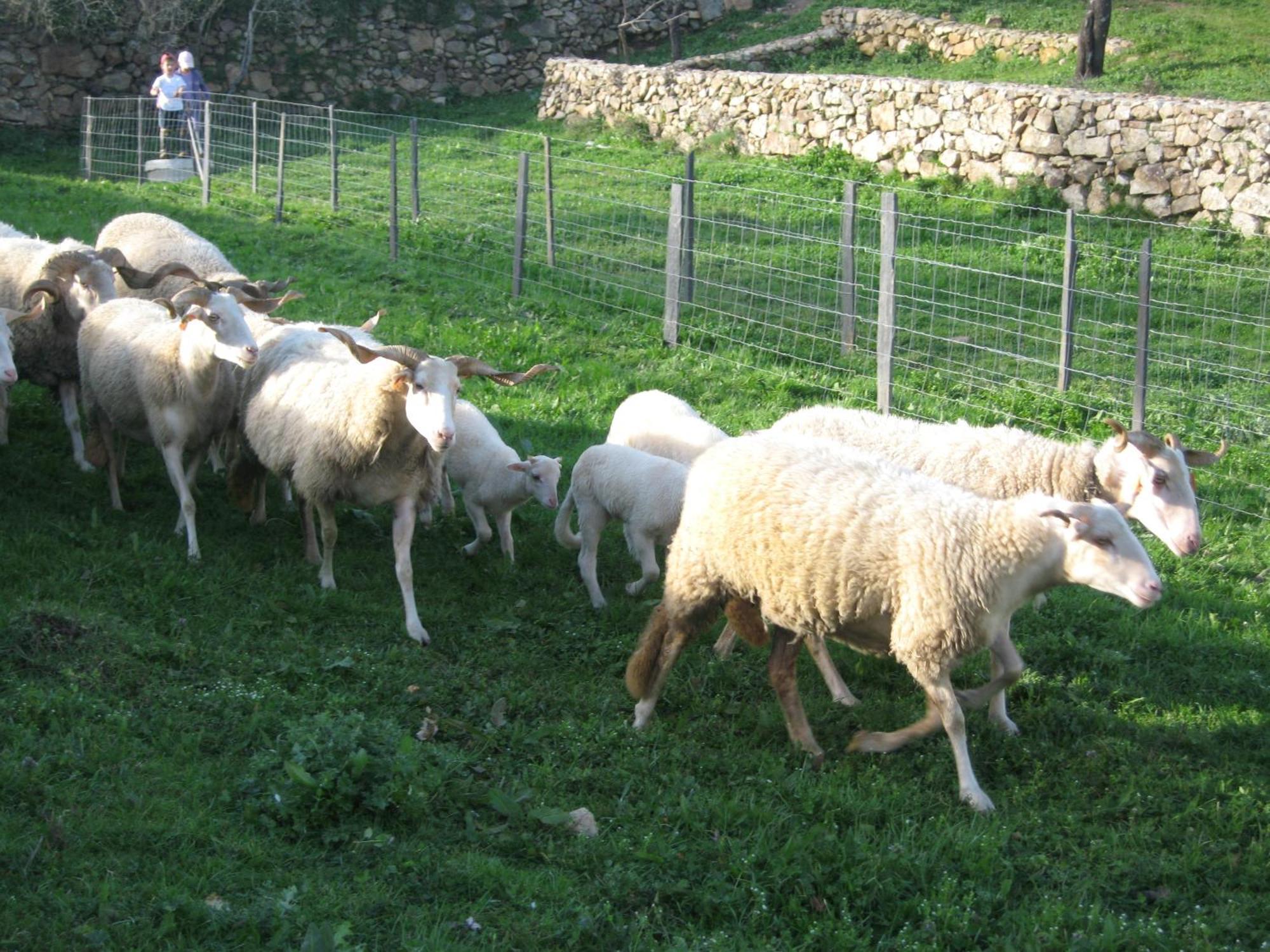 Quinta Das Pias - Holiday Farm Пинхел Екстериор снимка