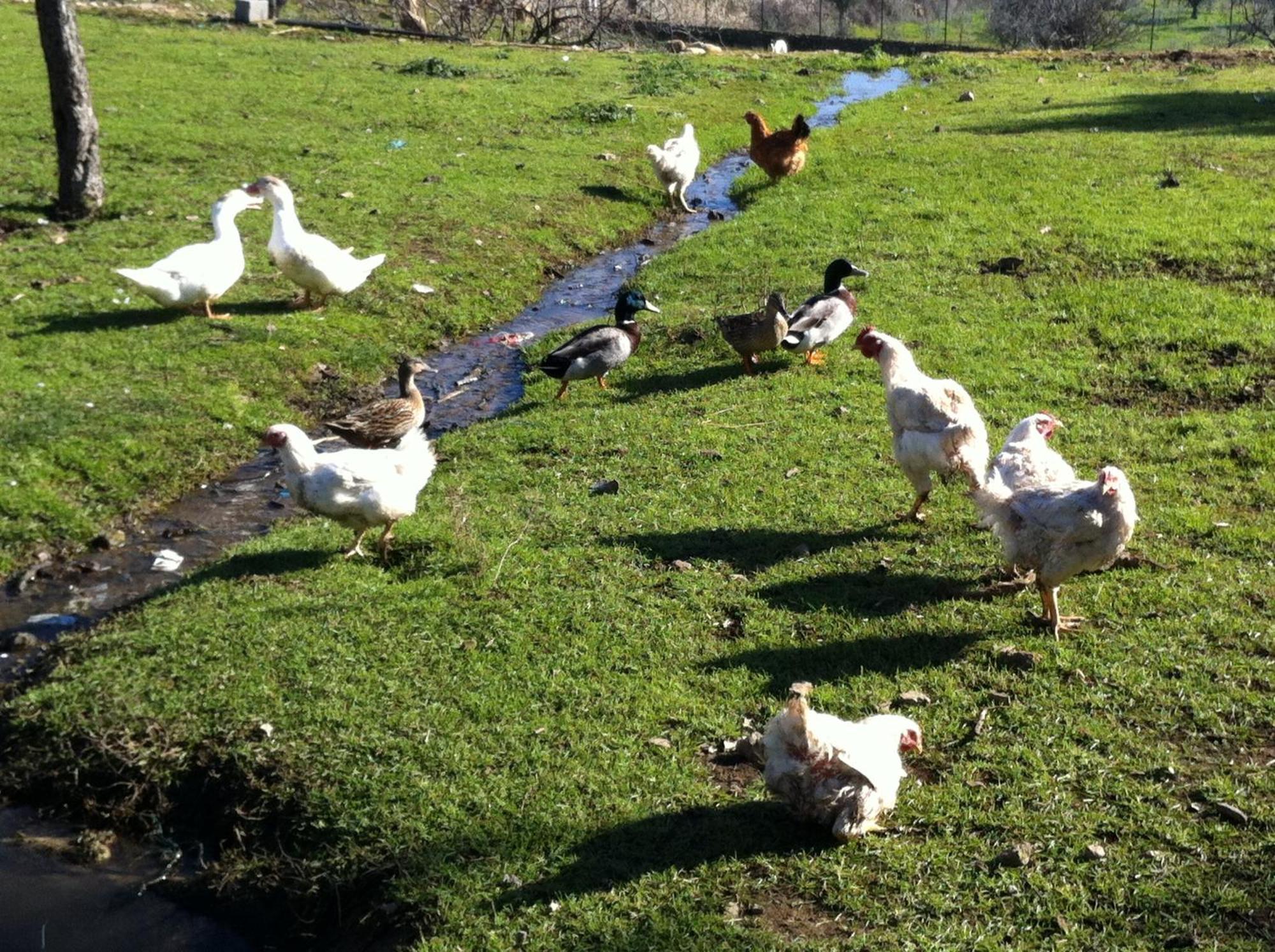 Quinta Das Pias - Holiday Farm Пинхел Екстериор снимка